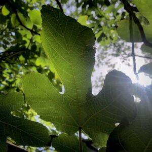Lire la suite à propos de l’article Rencontres végétales, leurs voix sur ma voie